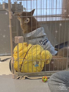 謹賀新年　あけましておめでとうございます　今年もよろしくお願い致します