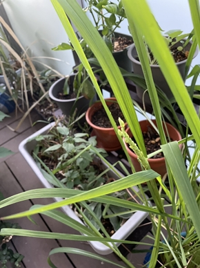 稲の穂がつきました🌾