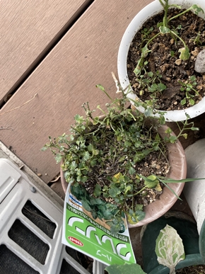 私の小さな畑🌱大変なことになってしまいました