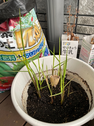 私の小さな畑