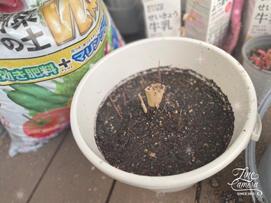 真菰の苗を買ってみました