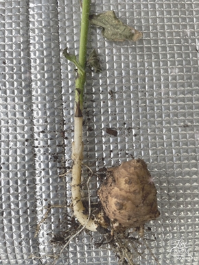 やった  菊芋収穫