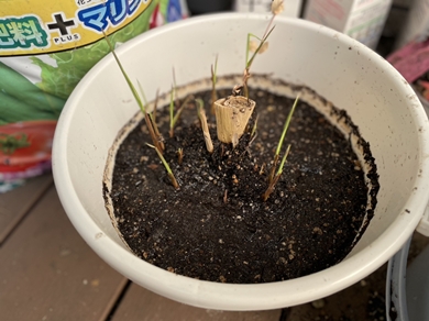 真菰（マコモ） が少し成長しました