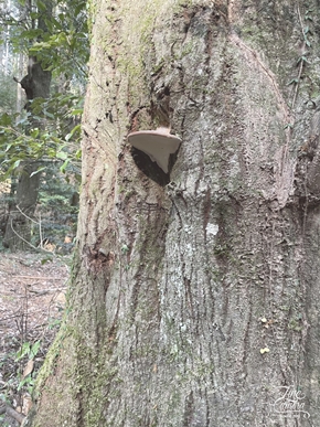 先日の休日滋賀県に引っ越しされたお客様に誘われてイベント⁉️に行ってきました
