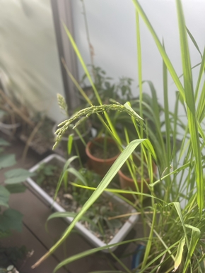 お稲ちゃんに仲間が出来ました