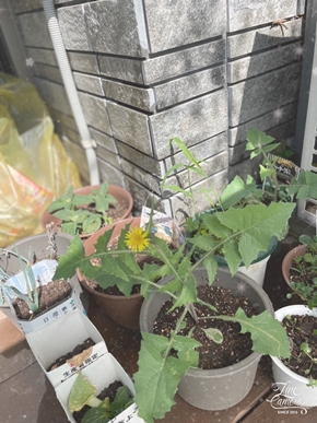 確かひまわりの種を植えたはずだったけど