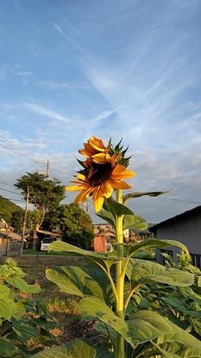 兄弟揃って園芸に励む