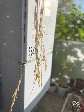 ベランダの稲を収穫しました🌾 真菰と、小さな実りに感謝